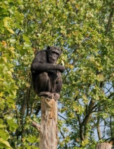 Chimpanzee is squatting on top of a cross-hatched tree trunk looking directly at the camera. There is a tree with many tiny leaves that cover the background and sky.