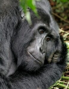 Close-up of a gorilla staring to the far right at something out of frame. The gorilla has a resting face and sleek black coat.