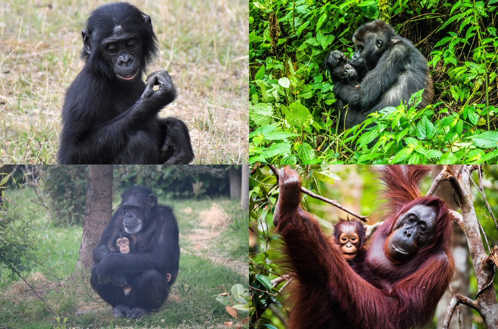 ape conservation effort chimpanzee bonobo orangutan gorilla conservation save the great apes great apes apes primates deforestation