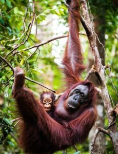 Older orangutan is holding onto a branch sprouting from the right-hand side of the picture frame. There is a baby orangutan on the older orangutan's lap, partially hidden by the older orangutan's leg holding a thin vine.