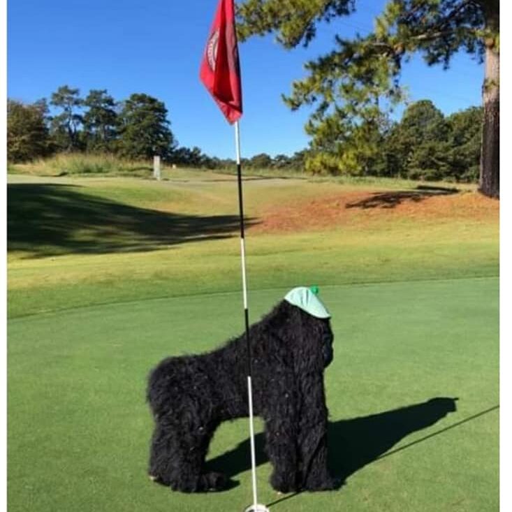 This image is from the Gorilla Golf event. The toy gorilla is posed on all fours behind a golf hole flag. The background is cleanly trimmed grass with some trees in the horizon.